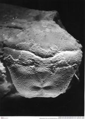 Historisches Foto von Goniodromites sp. (NHMW-AFW-GEO-BACHMAYER-FOTO-1990-0041-2990)